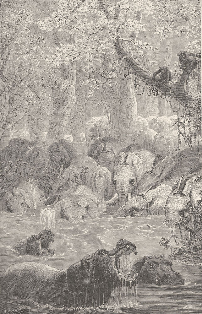 ELEPHANTS. Haunt of African elephant 1894 old antique vintage print picture